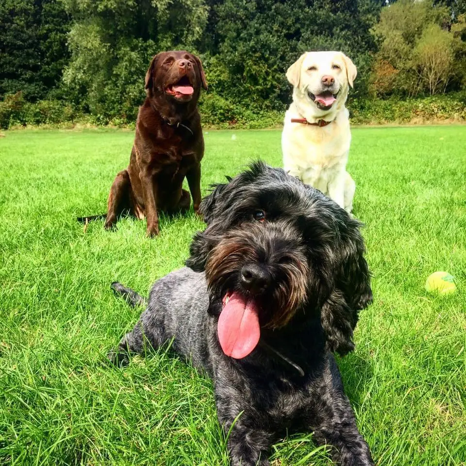 Two Labrador Retrievers and a mixed-breed dog posing together for a photo in a sunny park setting.