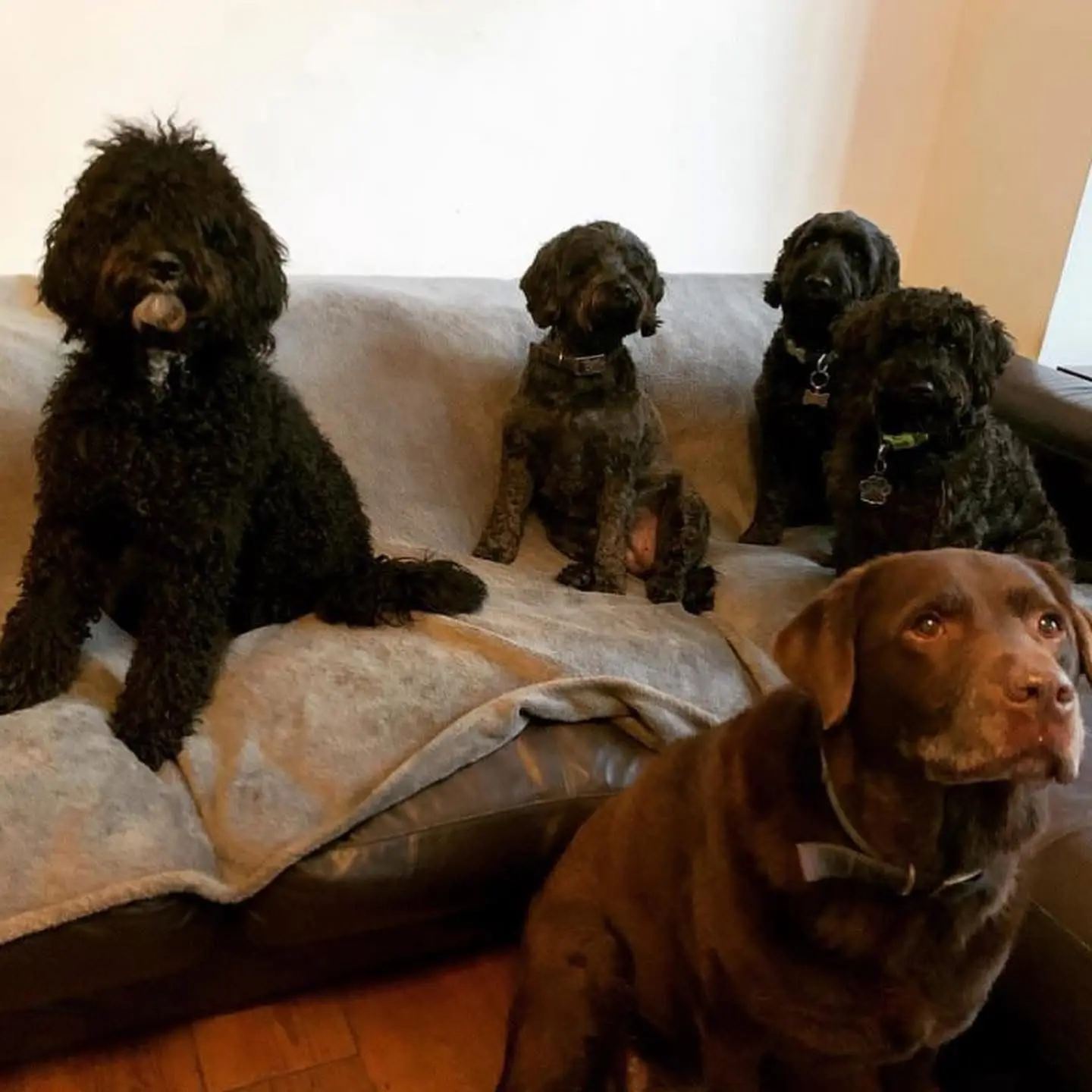 dogs are sitting on the sofa